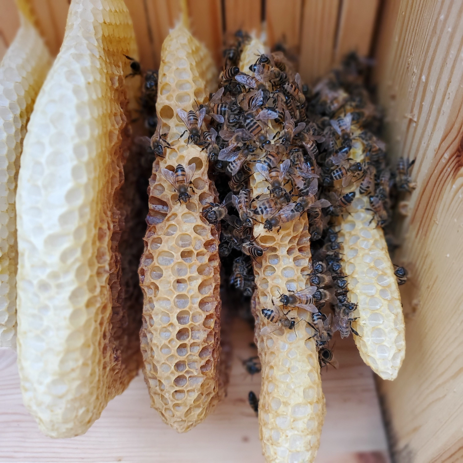 SFZ für Energie und Umwelt Pankow e.V. - Schülerforschungszentrum Pankow - Aufnahme von Projekten