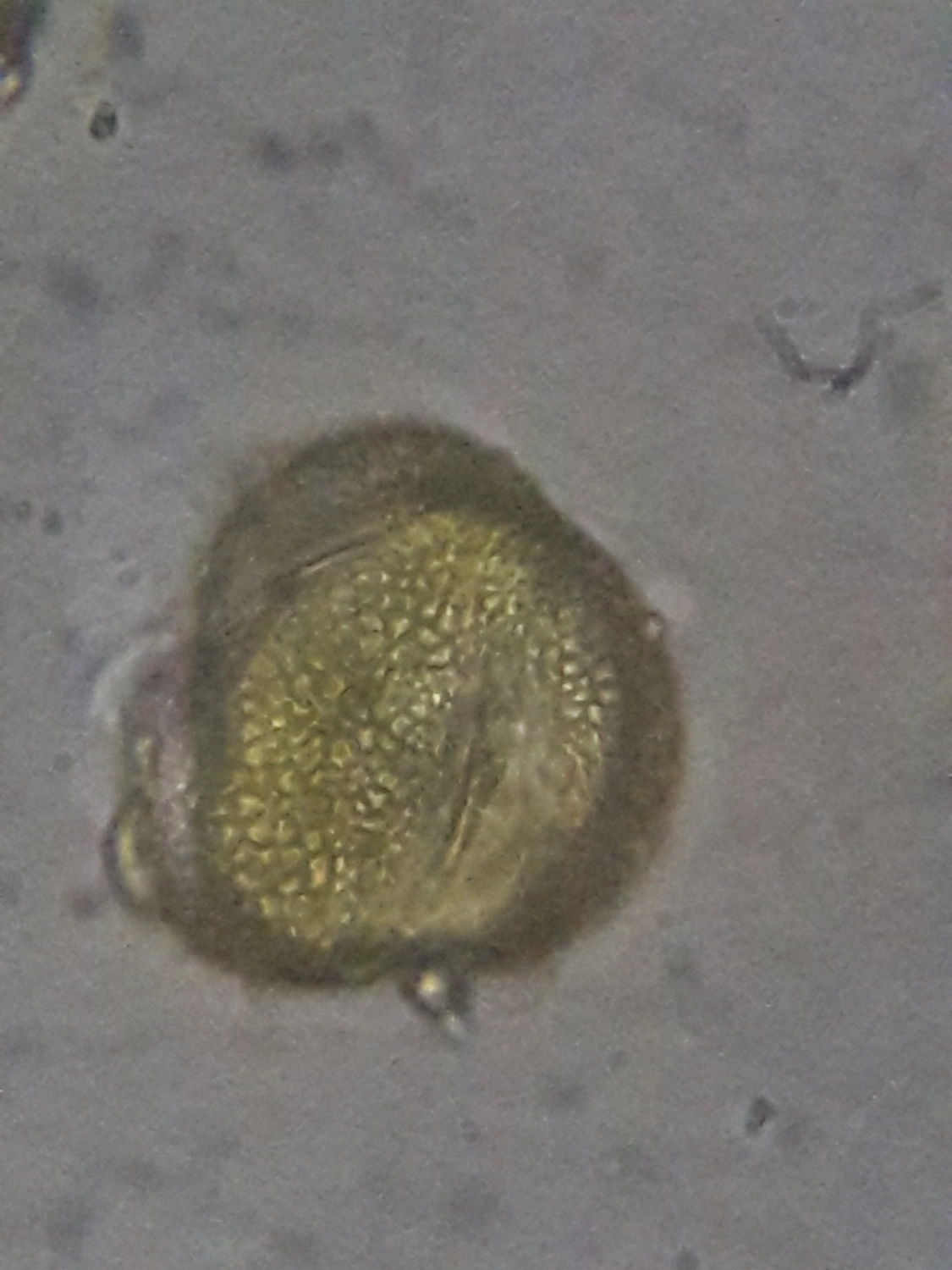 SFZ für Energie und Umwelt Pankow e.V. - Schülerforschungszentrum Pankow - Aufnahme von Projekten